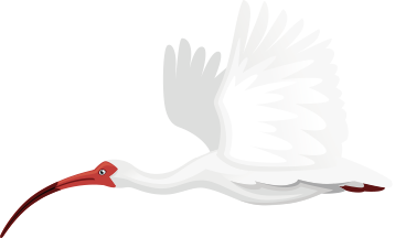Ibis volant